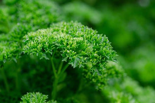 Parsley, Leaves, Plant, Herb