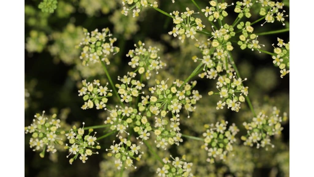 Parsley flowers