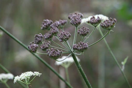 Wild Chervil, Cow Parsley