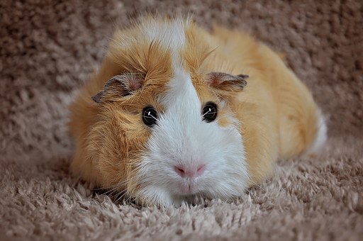 Guinea Pig, Rosette, Cream-White, Messy