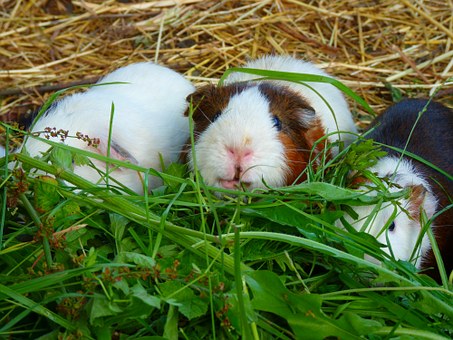 House Guinea Pigs, Cavia Porcellus