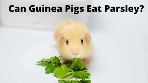 Can Guinea Pigs Eat Parsley? All You Need To Know