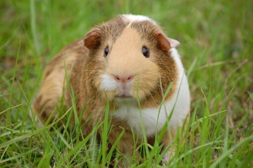 Guinea Pig, Cavy, Pet, Guinea, Rodent