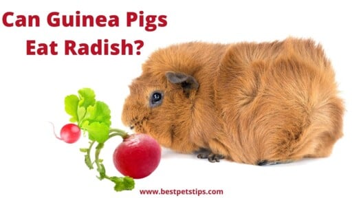 Can Guinea Pigs Eat Radish? All You Need To Know