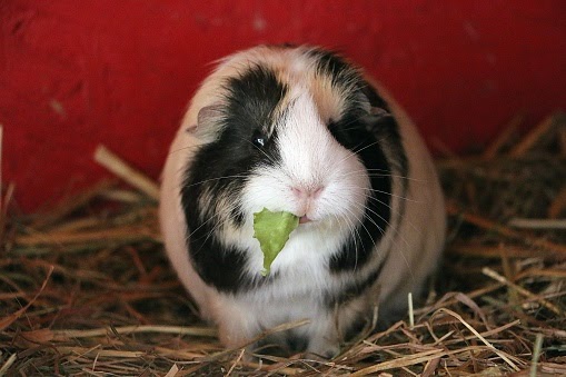 A closeup shot of a cute colorful guinea pig eating a green leaf