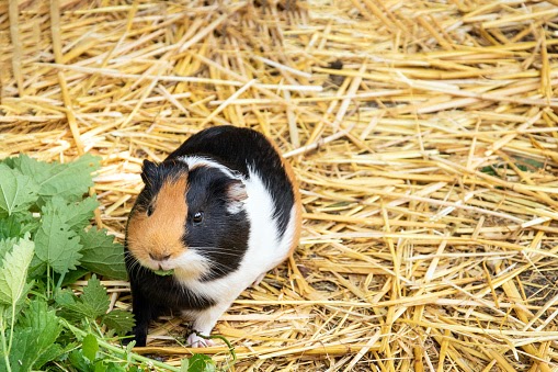 Guinea pig looking at camera. Adorable fur pet-eating nettle foliage. Funny little hairy rodent close-up portrait. Front view of domestic mammal. Happy young animal face photography.