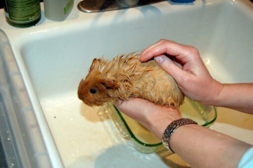 Guinea Pig Washing 