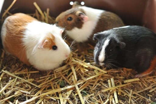 Guinea Pigs 