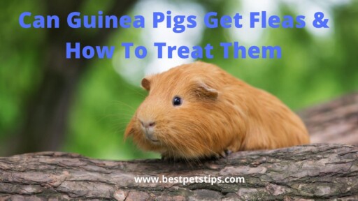 Can Guinea Pigs Get Fleas & How To Treat Them