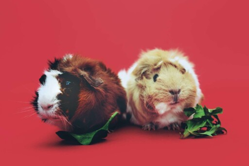 A Couple of Guinea Pigs 
