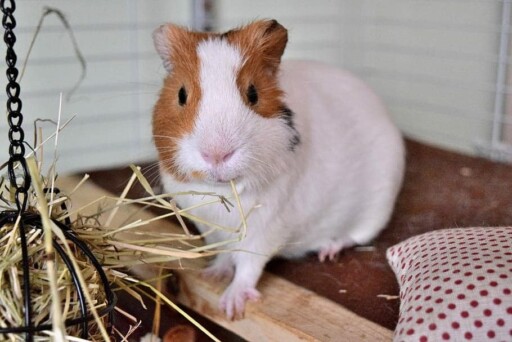 Guinea pig 