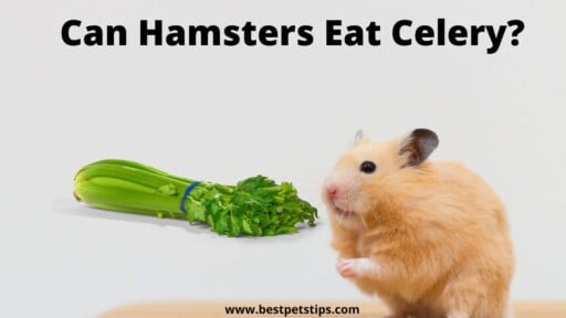 Can Hamsters Eat Celery?