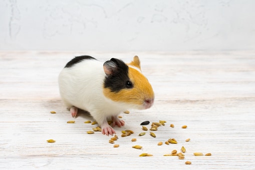 Multi-colored guinea pig on a white background eats grains of wheat