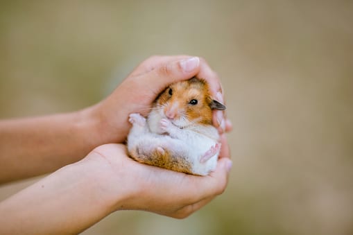 Photo of child hands holding a dwarf hamster. Mouse is a fluffy and sitting in kids hand. Hamsters eyes are open. Background is nature and blurred, bokeh. Focus on guinea pig. Close-up, macro-photography. Girl is Caucasian, white. Hands and arms are gentle and little, protecting the animal, securing hamster's welfare. Mouse is white and brown, very cute, seems friendly. Domesticated animal. Safety, bonding, pet love.