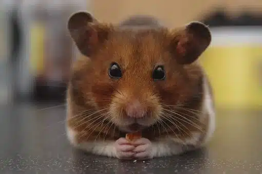Hamster, syrian