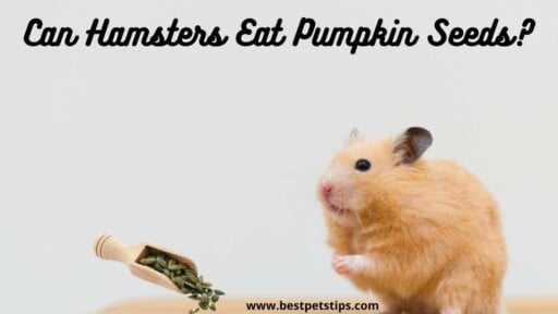 Can Hamsters Eat Pumpkin Seeds? All You Need to know.