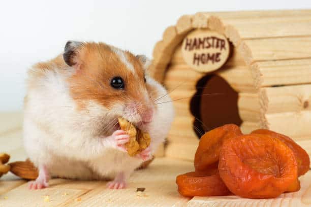 A hamster close-up eats a walnut from his wooden house.