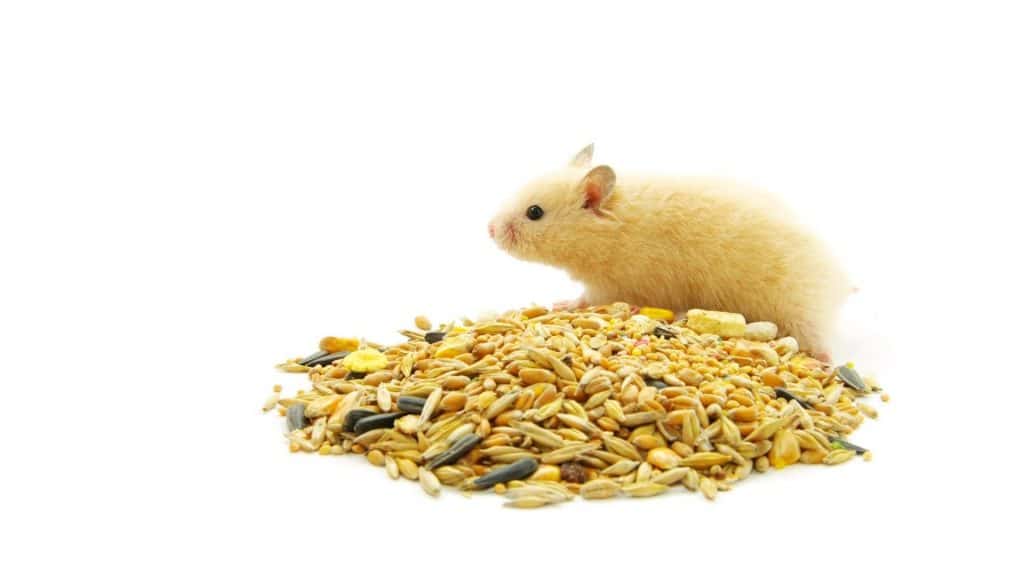 Hamsters and dried nuts