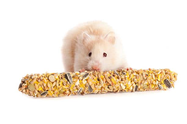 Hamster eating grains