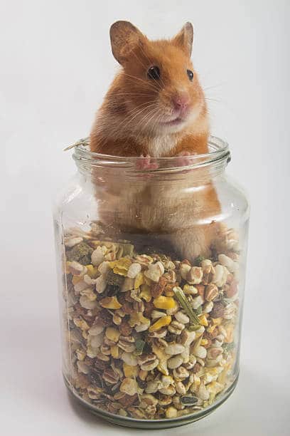 Very cute hamster in jar with food