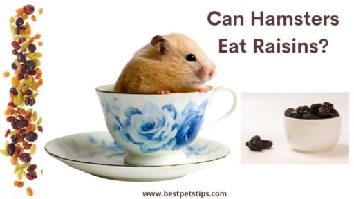 Can Hamsters Eat Raisins? All You Need To Know