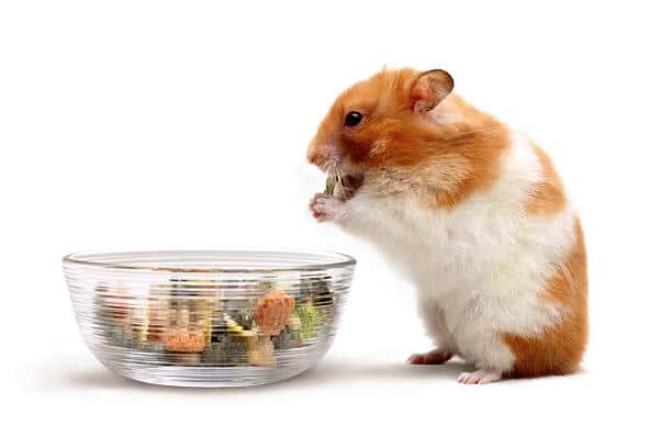 can hamsters eat raisins?
