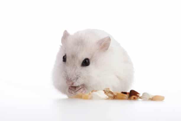 hamster eating nuts on white background