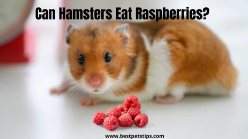 Can Hamsters Eat Raspberries? All You Need To Know