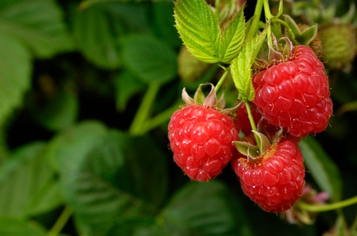 Close-up of ripening and ripe raspberries (Rubus idaeus) on the vine.