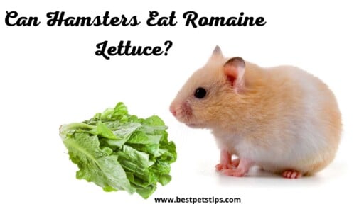 Can Hamsters Eat Romaine Lettuce? All You Need To Know