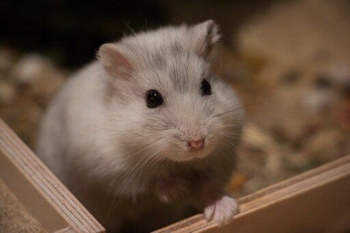 Cute, Small, Mammal, Animal, Hamster, Dwarf Hamster