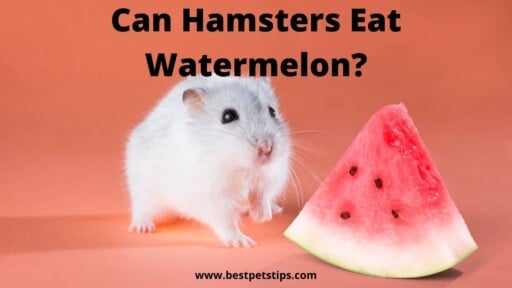 Can Hamsters Eat Watermelon?