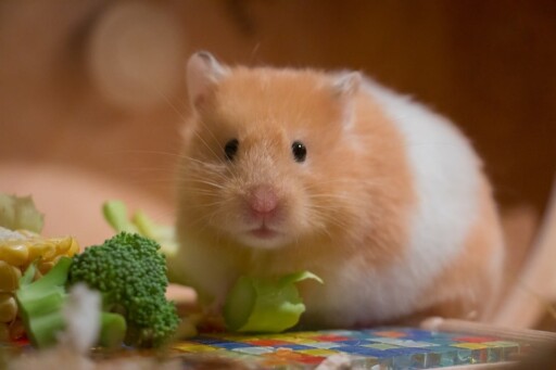Cute, Small, Portrait, Golden Hamster, Medium-Hamster