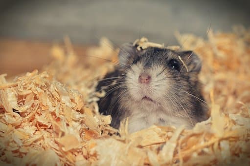 Hamster, Animal, Rodent, Cute, Hamster