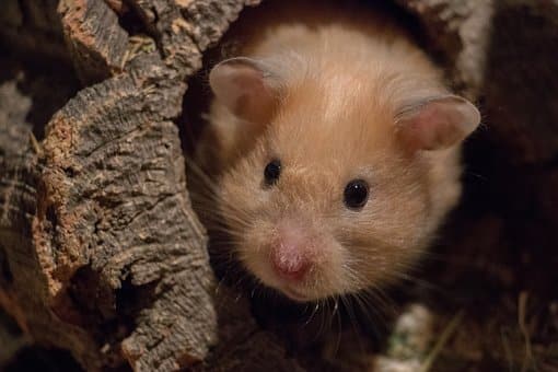 Cute, Mammal, Nature, Small, Rodent