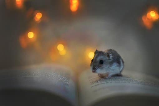 Hamster, Book, Lights, Rest, Pet