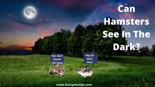 Can Hamsters See In The Dark? All You Need To Know