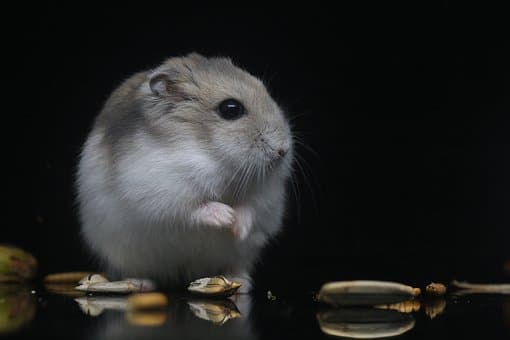 Hamster, Pets, Small Animals, Black Pets