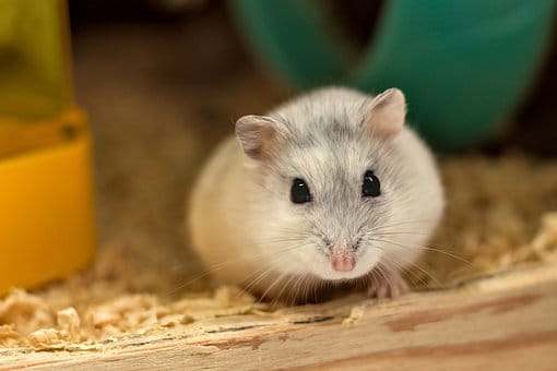 Hamster, White, Cute, Pet, Animal, Fur