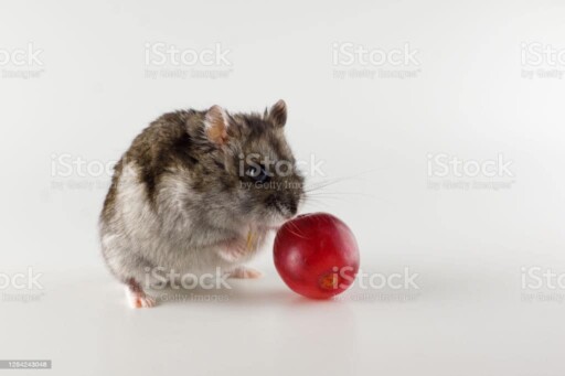 Hamster with grapes
