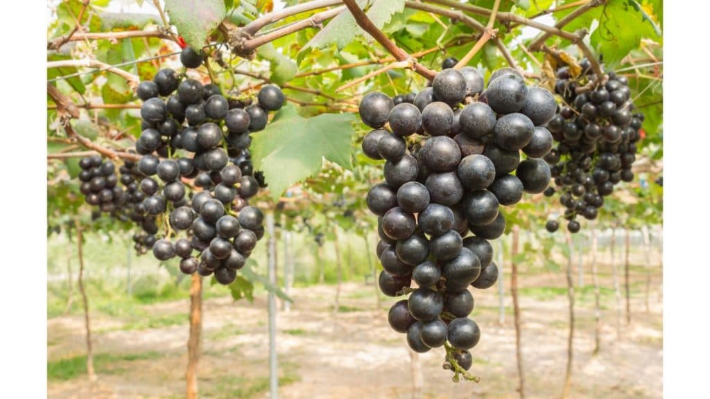 black grapes