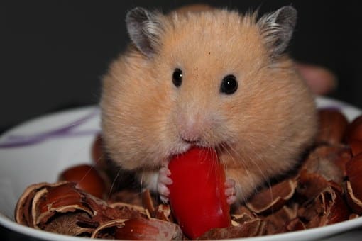 Golden Hamster, Hamster, Animal, Nuts