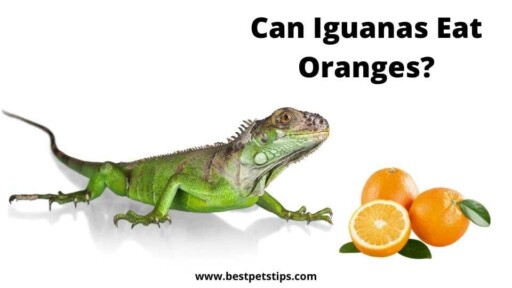 Can Iguanas Eat Oranges? All You Need To Know