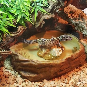 Leopard Gecko, Water, Mack, Snow, Gecko