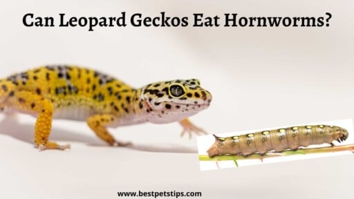 Can Leopard Geckos Eat Hornworms? All You Need To Know