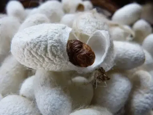 Cocoon, Silkworm, Silk, Cut Open, White