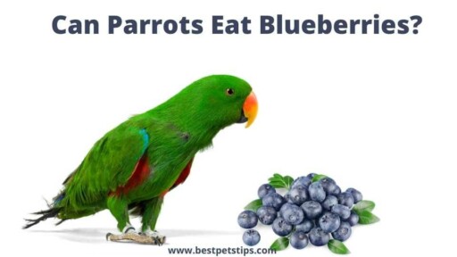Can Parrots Eat Blueberries? All You Need To Know