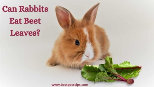 Can Rabbits Eat Beet Leaves? All You Need To Know