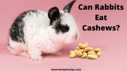 Can Rabbits Eat Cashews? All You Need To Know