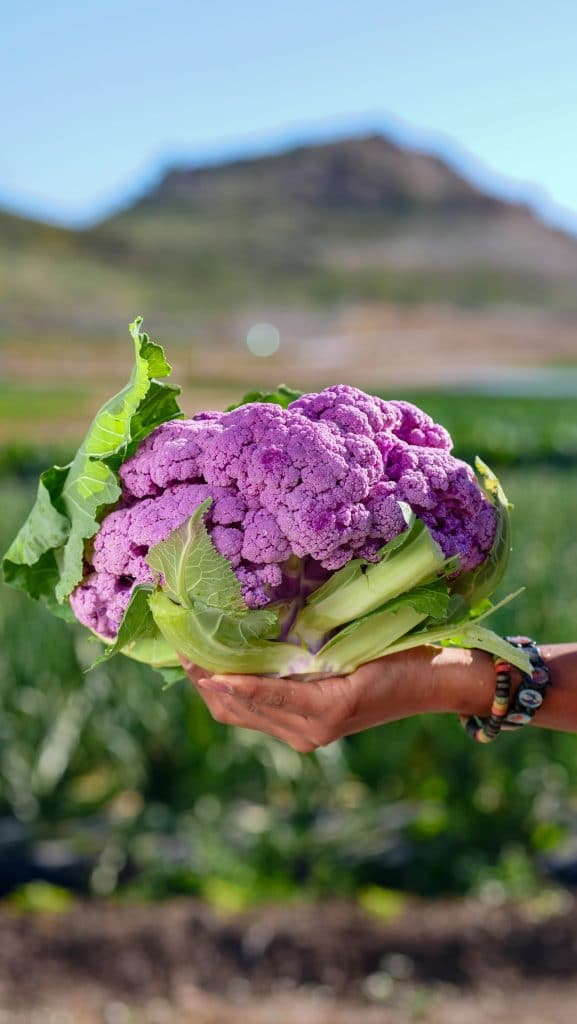 Purple cauliflower